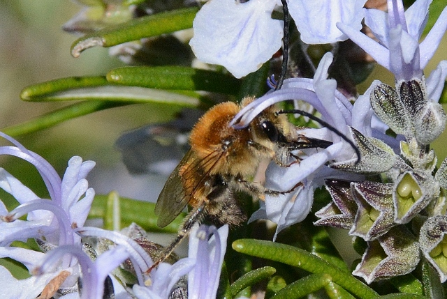 Maschio di Eucera?  S, Eucera sp. (Eucera nigrescens o longicornis)